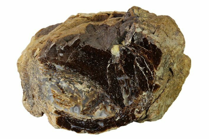 Polished Dinosaur Bone (Gembone) Section - Utah #151442